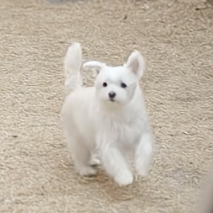 유퀴즈 나오는 윤택이 입양한 반려견 달몽이 | 인스티즈