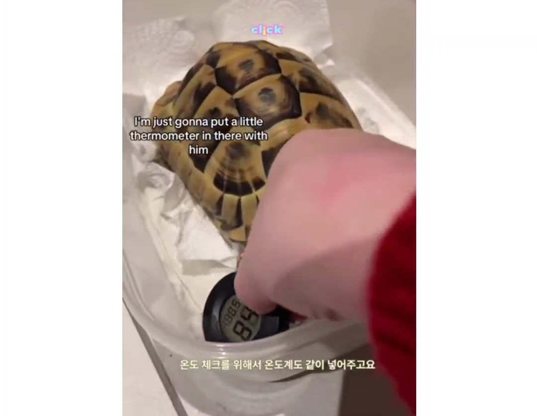 냉장고에서 12주동안 겨울잠을 잔다는 거북이 | 인스티즈