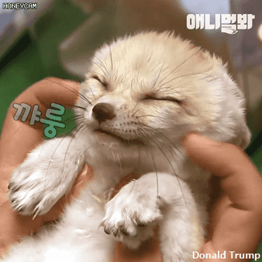 애교부리는 사막여우 | 인스티즈