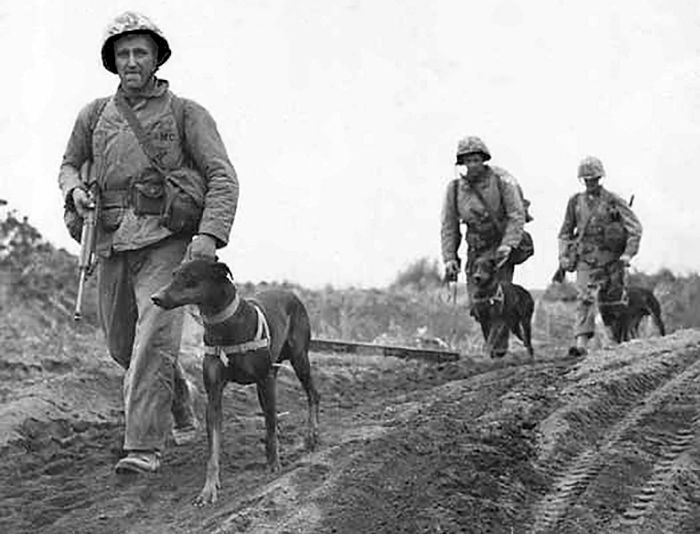 견종 이야기 - 도베르만 핀셔 | 인스티즈