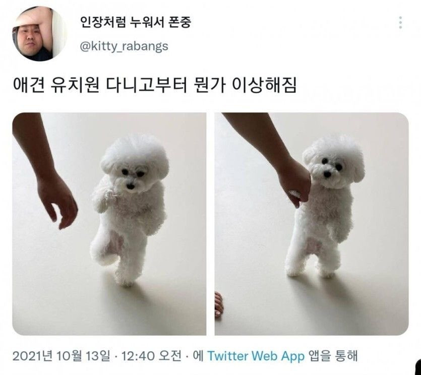 애견 유치원 다니고부터 뭔가 이상해짐 | 인스티즈