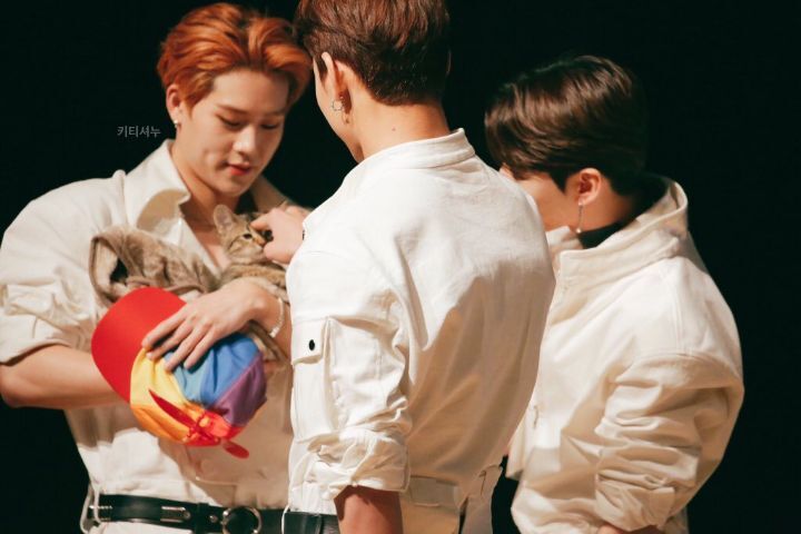 키우던 고양이 파양한 연예인 | 인스티즈