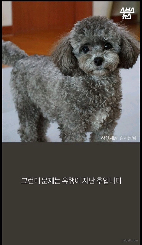 특히 우리나라에서 심한 강아지 유행 | 인스티즈