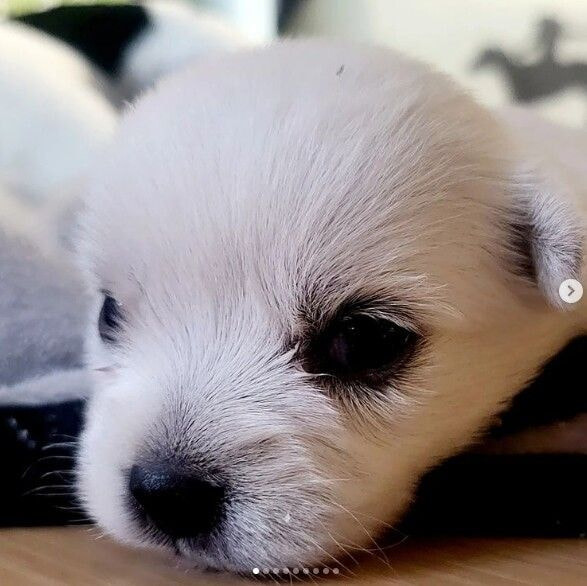 유퀴즈 나오는 윤택이 입양한 반려견 달몽이 | 인스티즈