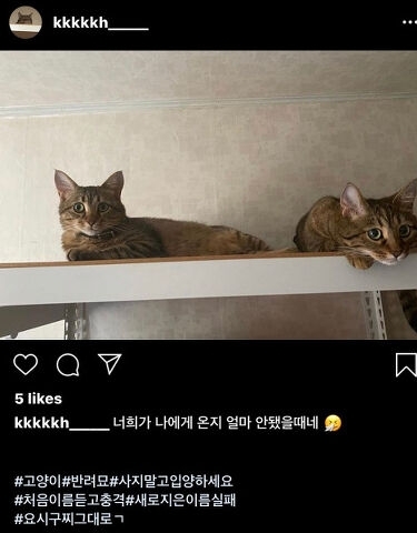 키우던 고양이 파양한 연예인 | 인스티즈