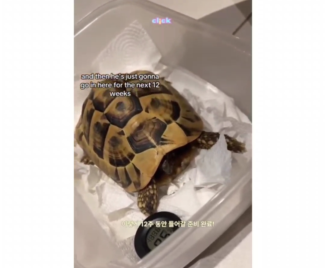 냉장고에서 12주동안 겨울잠을 잔다는 거북이 | 인스티즈