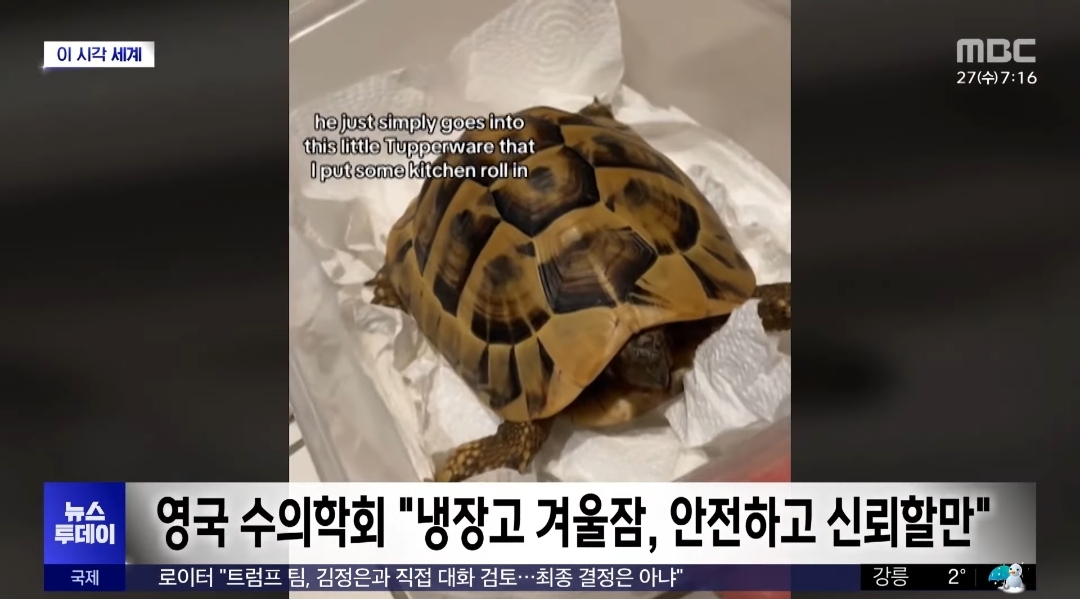 냉장고에서 12주동안 겨울잠을 잔다는 거북이 | 인스티즈