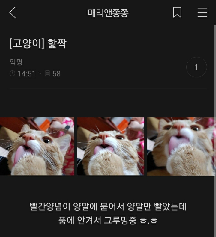 여시들이 사는 소소한 이야기(동물캡쳐 많음 ㅋ) | 인스티즈