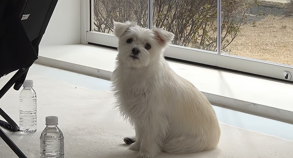 유퀴즈 나오는 윤택이 입양한 반려견 달몽이 | 인스티즈