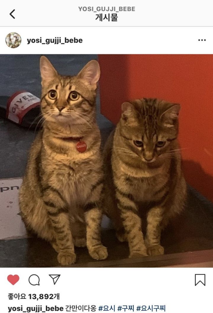 키우던 고양이 파양한 연예인 | 인스티즈