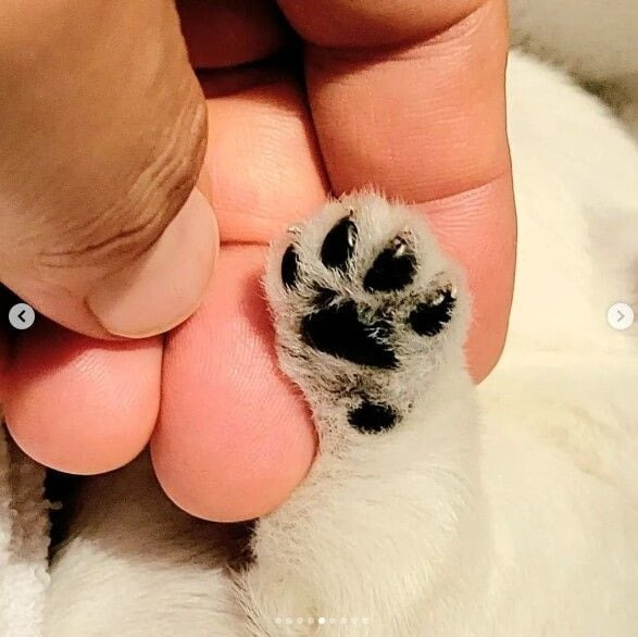 유퀴즈 나오는 윤택이 입양한 반려견 달몽이 | 인스티즈