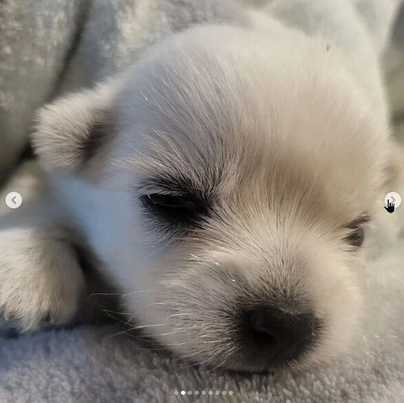 유퀴즈 나오는 윤택이 입양한 반려견 달몽이 | 인스티즈