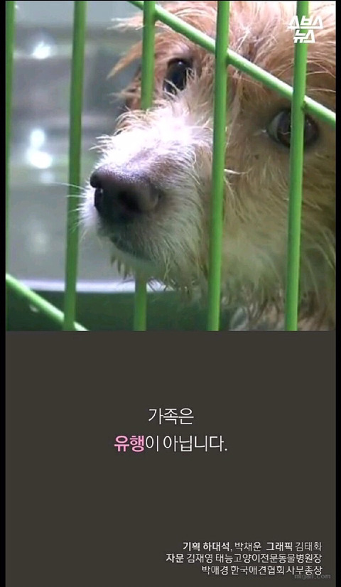 특히 우리나라에서 심한 강아지 유행 | 인스티즈