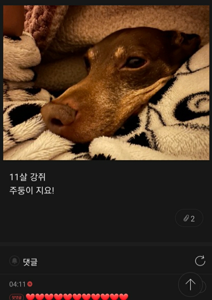 여시들이 사는 소소한 이야기(동물캡쳐 많음 ㅋ) | 인스티즈