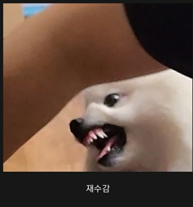 여시들이 사는 소소한 이야기(동물캡쳐 많음 ㅋ) | 인스티즈