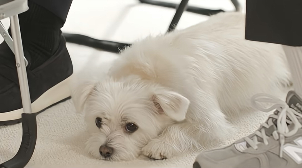 유퀴즈 나오는 윤택이 입양한 반려견 달몽이 | 인스티즈