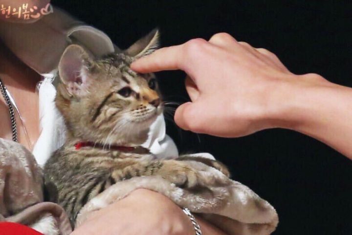 키우던 고양이 파양한 연예인 | 인스티즈