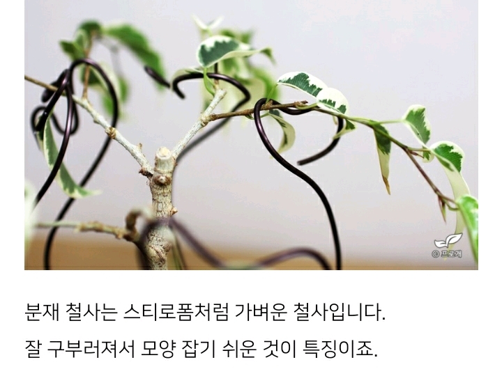 꽃집이나 시장에서 사온 화분 건강하게 오래 키우기 (feat.식물 드루이드님 블로그) | 인스티즈