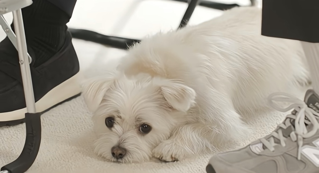 유퀴즈 나오는 윤택이 입양한 반려견 달몽이 | 인스티즈