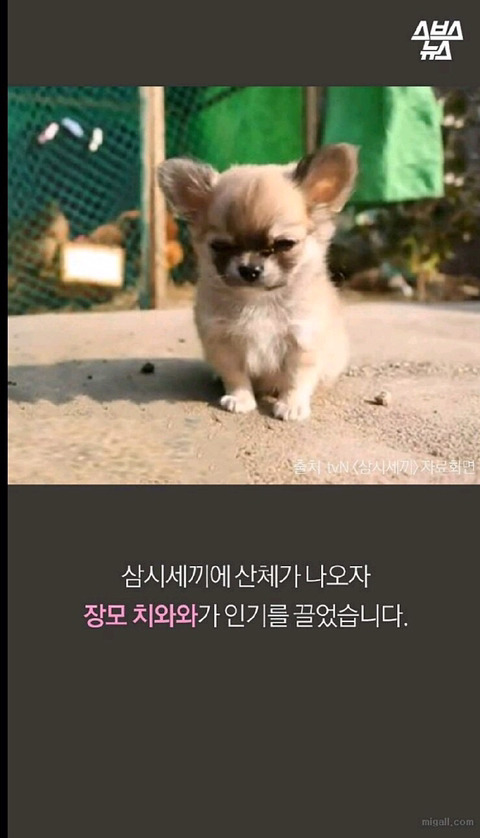 특히 우리나라에서 심한 강아지 유행 | 인스티즈