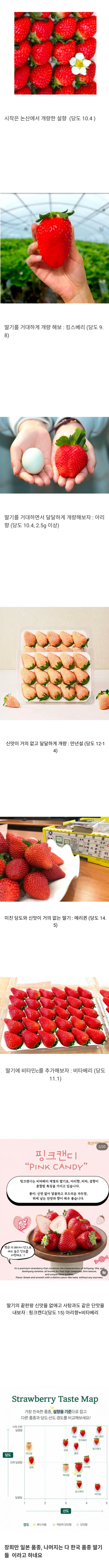 딸기 품종 개량 현황 | 인스티즈