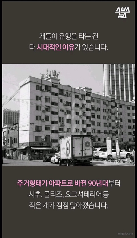 특히 우리나라에서 심한 강아지 유행 | 인스티즈