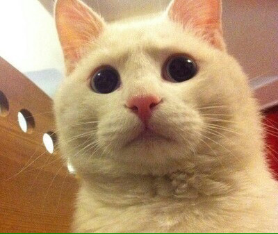 고양이는 뭘로 걸어 여시야????? | 인스티즈