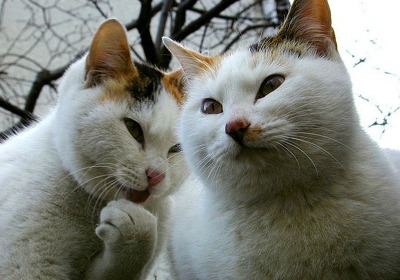 새크라멘토의 뱀파이어로 불렸던 리처드 체이스 | 인스티즈