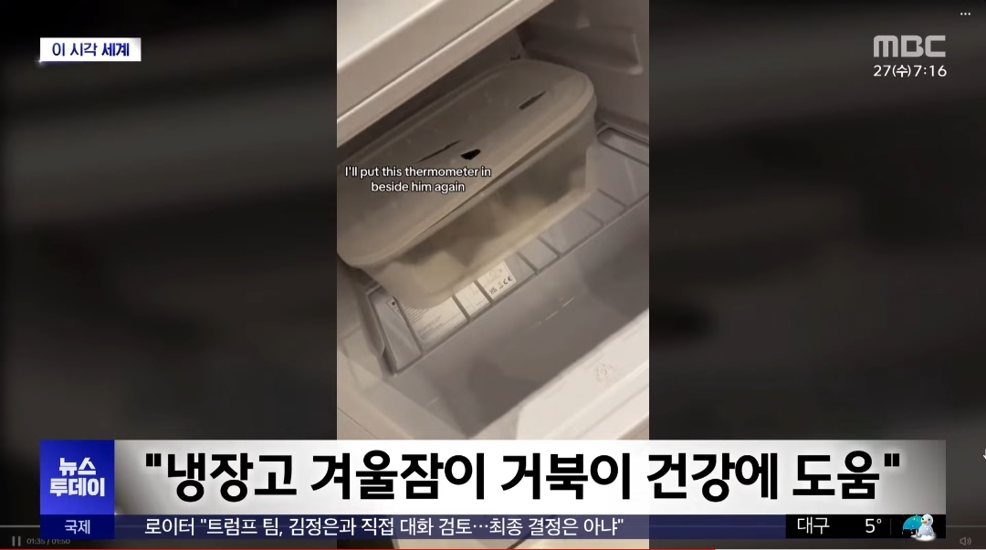냉장고에서 12주동안 겨울잠을 잔다는 거북이 | 인스티즈