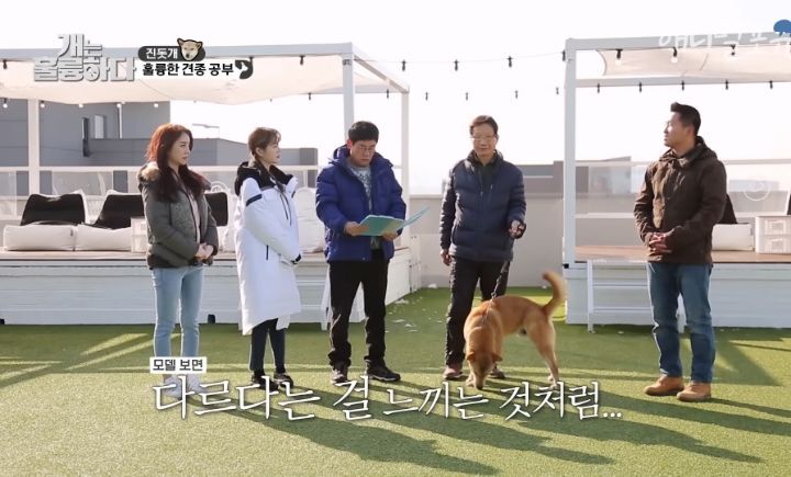 [개는 훌륭하다] 우리나라 진돗개 원탑이라는 아치 | 인스티즈