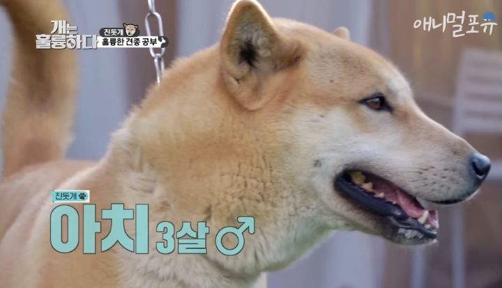 [개는 훌륭하다] 우리나라 진돗개 원탑이라는 아치 | 인스티즈