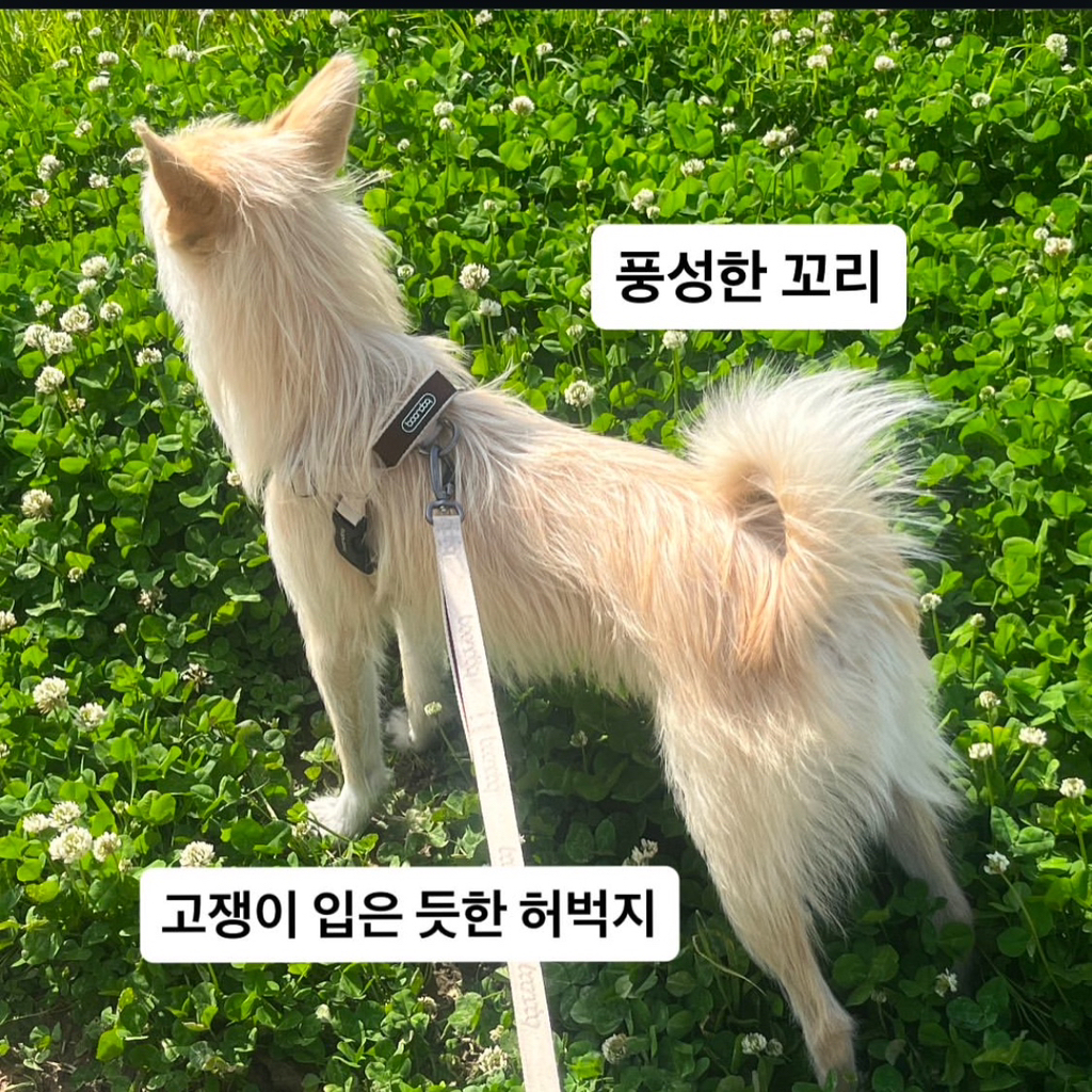 🚨부산 실종 강아지 호랑이를 찾습니다🚨 | 인스티즈