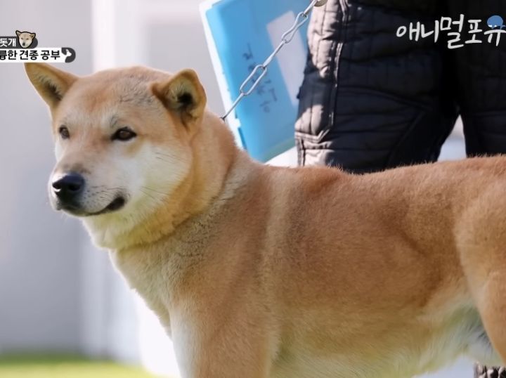 [개는 훌륭하다] 우리나라 진돗개 원탑이라는 아치 | 인스티즈