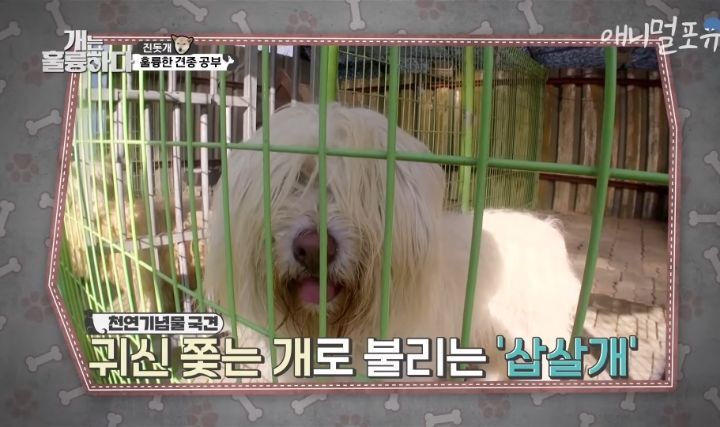 [개는 훌륭하다] 우리나라 진돗개 원탑이라는 아치 | 인스티즈