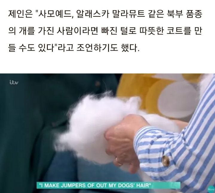 반려견 사모예드 너무 좋아해 빠진 털 모아 '뜨개질'한 옷 입는 여성 | 인스티즈