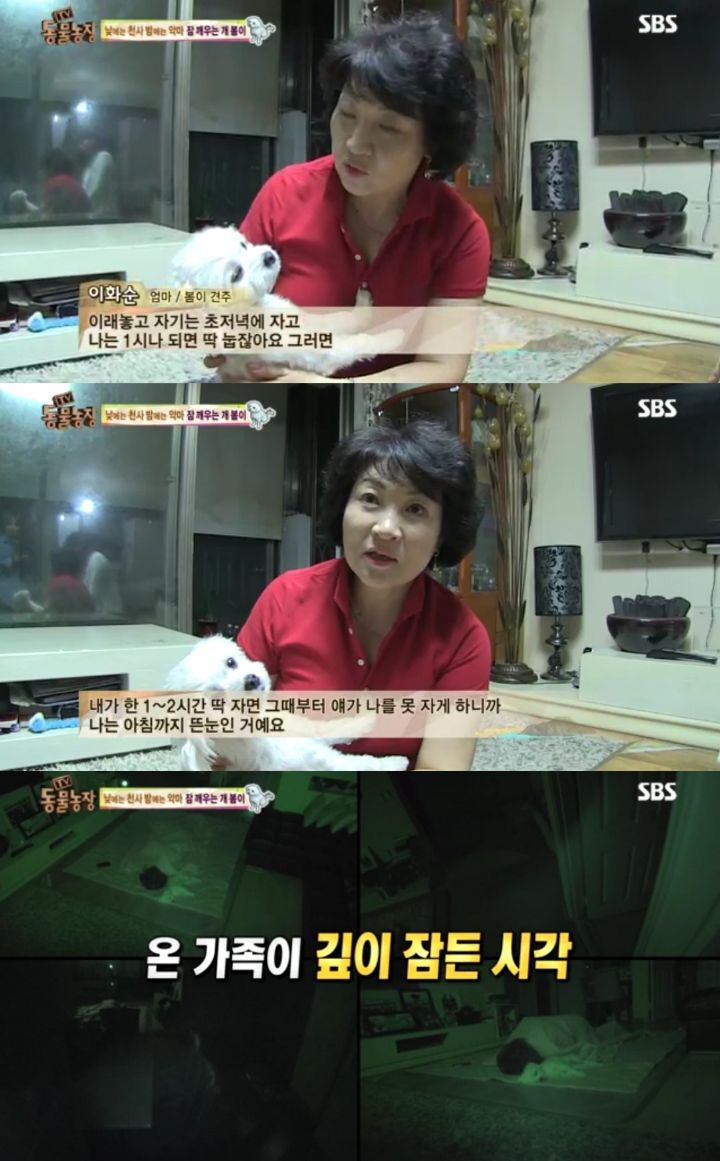 새가족이 생기자 불안해하며 가족들을 괴롭히는 반려견 봄이 | 인스티즈