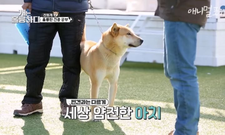 [개는 훌륭하다] 우리나라 진돗개 원탑이라는 아치 | 인스티즈