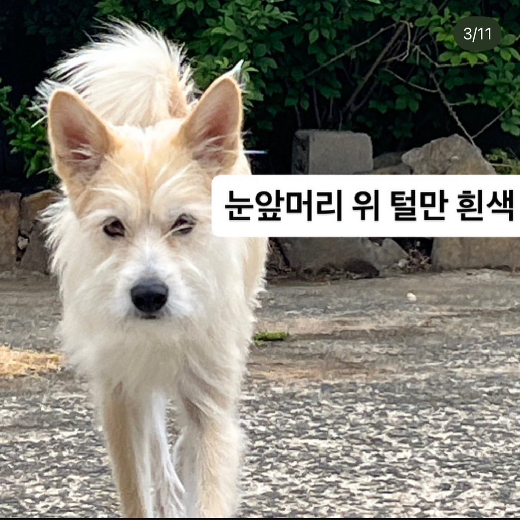 🚨부산 실종 강아지 호랑이를 찾습니다🚨 | 인스티즈
