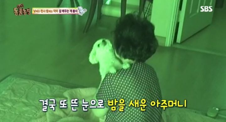 새가족이 생기자 불안해하며 가족들을 괴롭히는 반려견 봄이 | 인스티즈