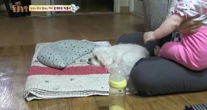 새가족이 생기자 불안해하며 가족들을 괴롭히는 반려견 봄이 | 인스티즈