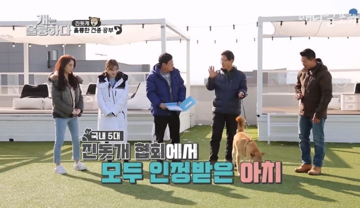 [개는 훌륭하다] 우리나라 진돗개 원탑이라는 아치 | 인스티즈