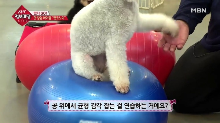 겁나 체계적인 강아지 유치원.jpg | 인스티즈