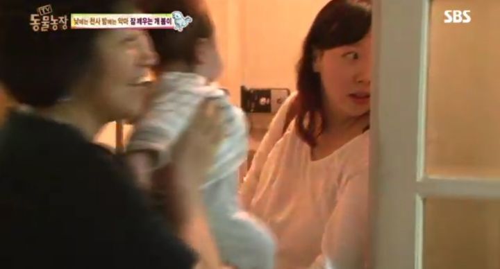 새가족이 생기자 불안해하며 가족들을 괴롭히는 반려견 봄이 | 인스티즈