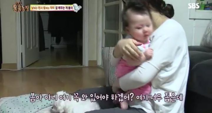 새가족이 생기자 불안해하며 가족들을 괴롭히는 반려견 봄이 | 인스티즈