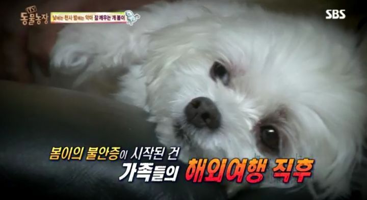 새가족이 생기자 불안해하며 가족들을 괴롭히는 반려견 봄이 | 인스티즈