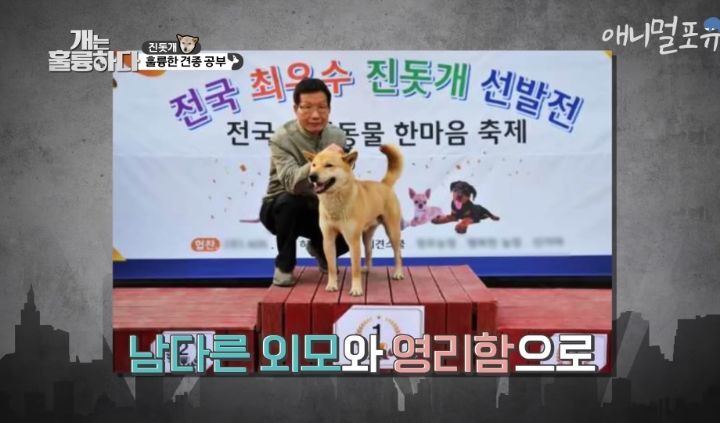 [개는 훌륭하다] 우리나라 진돗개 원탑이라는 아치 | 인스티즈