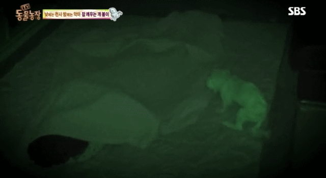 새가족이 생기자 불안해하며 가족들을 괴롭히는 반려견 봄이 | 인스티즈