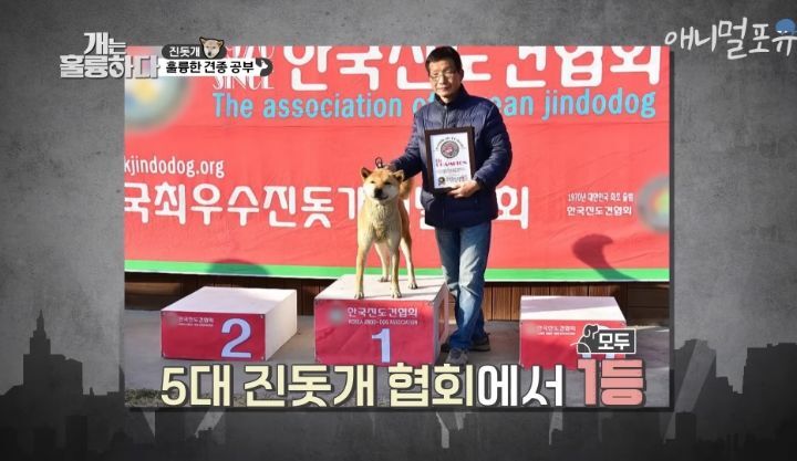 [개는 훌륭하다] 우리나라 진돗개 원탑이라는 아치 | 인스티즈