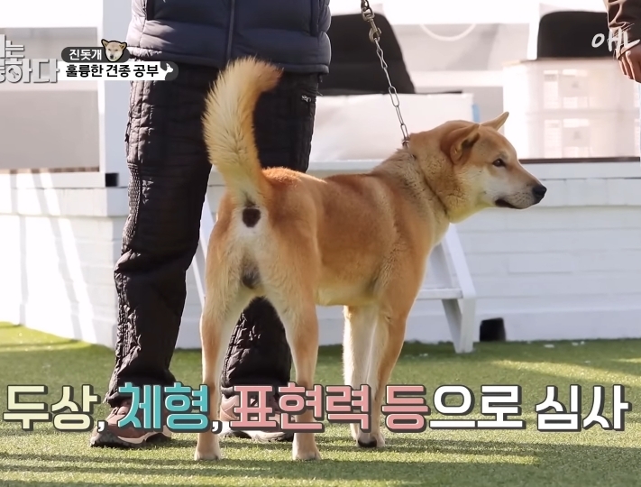 [개는 훌륭하다] 우리나라 진돗개 원탑이라는 아치 | 인스티즈