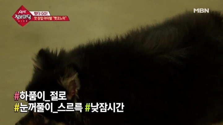 겁나 체계적인 강아지 유치원.jpg | 인스티즈